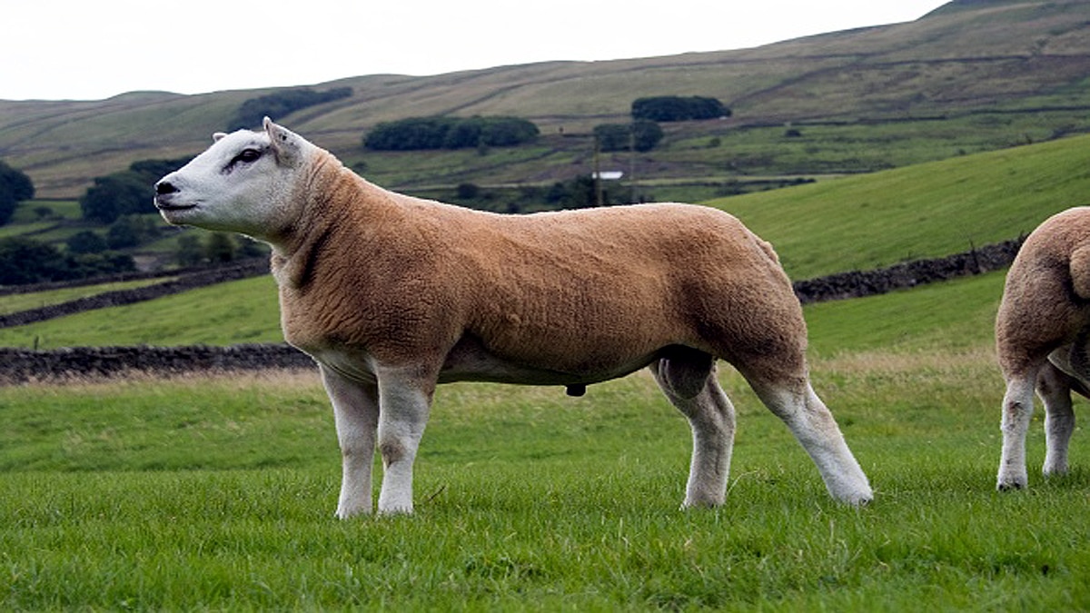 Most Expensive Sheep Texel