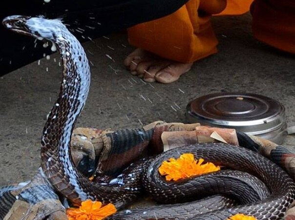 युवक करने लगा नाग की तरह हरकत, कहा- 12 बजे ले जाएगी नागिन, घंटों चला अफवाह का खेल.