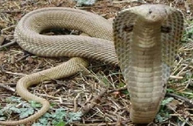 युवक करने लगा नाग की तरह हरकत, कहा- 12 बजे ले जाएगी नागिन, घंटों चला अफवाह का खेल.