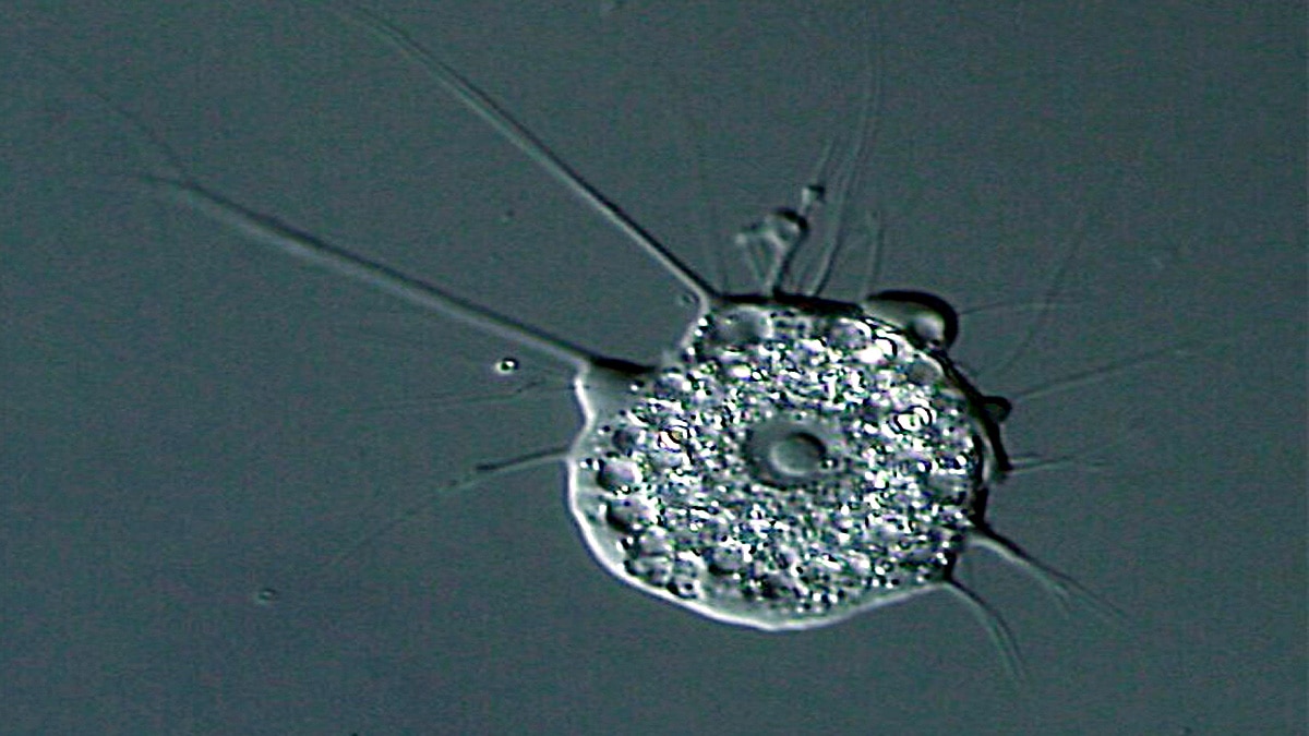 Virus Eating single cell creatures found in Catalonia Spain