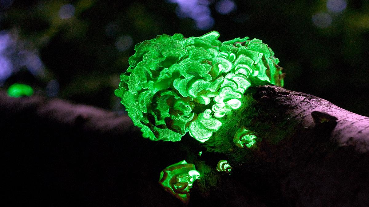 Rare Bio Luminescent Mushrooms seen in Goa Forest