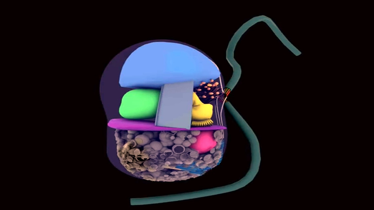 Virus Eating single cell creatures found in Catalonia Spain