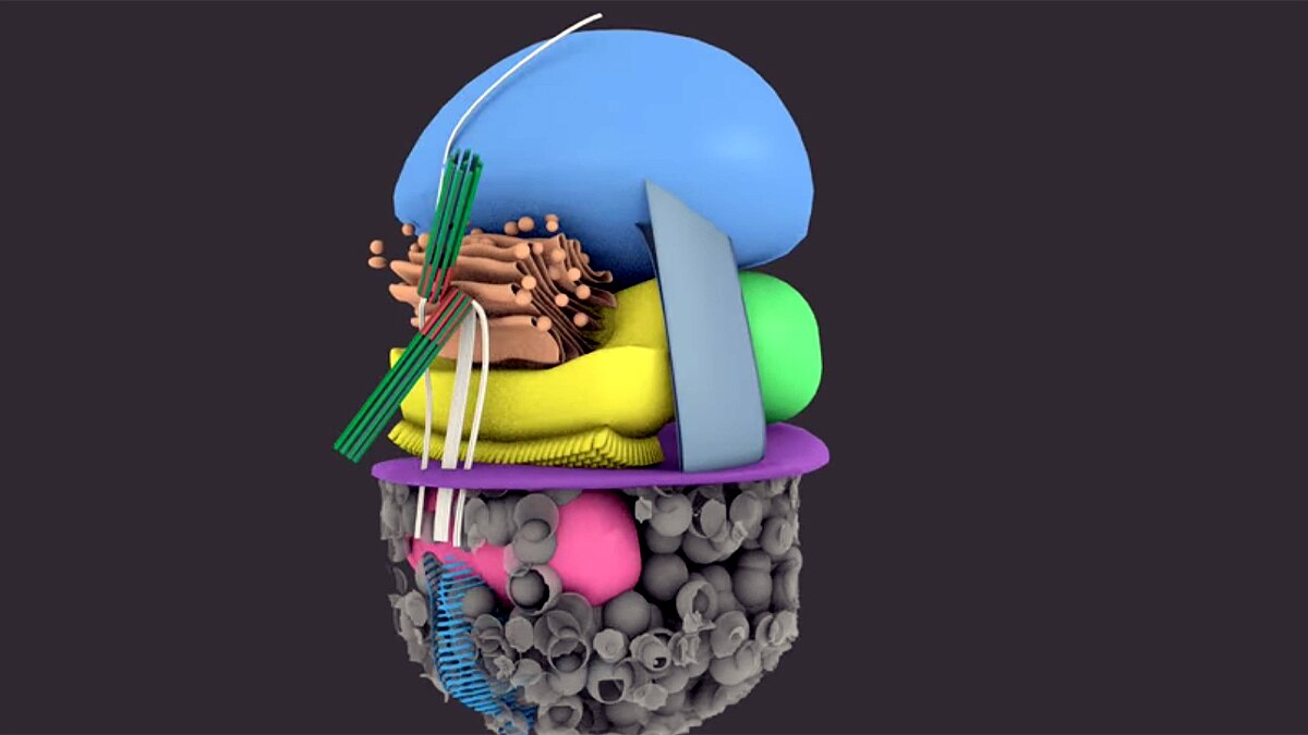 Virus Eating single cell creatures found in Catalonia Spain