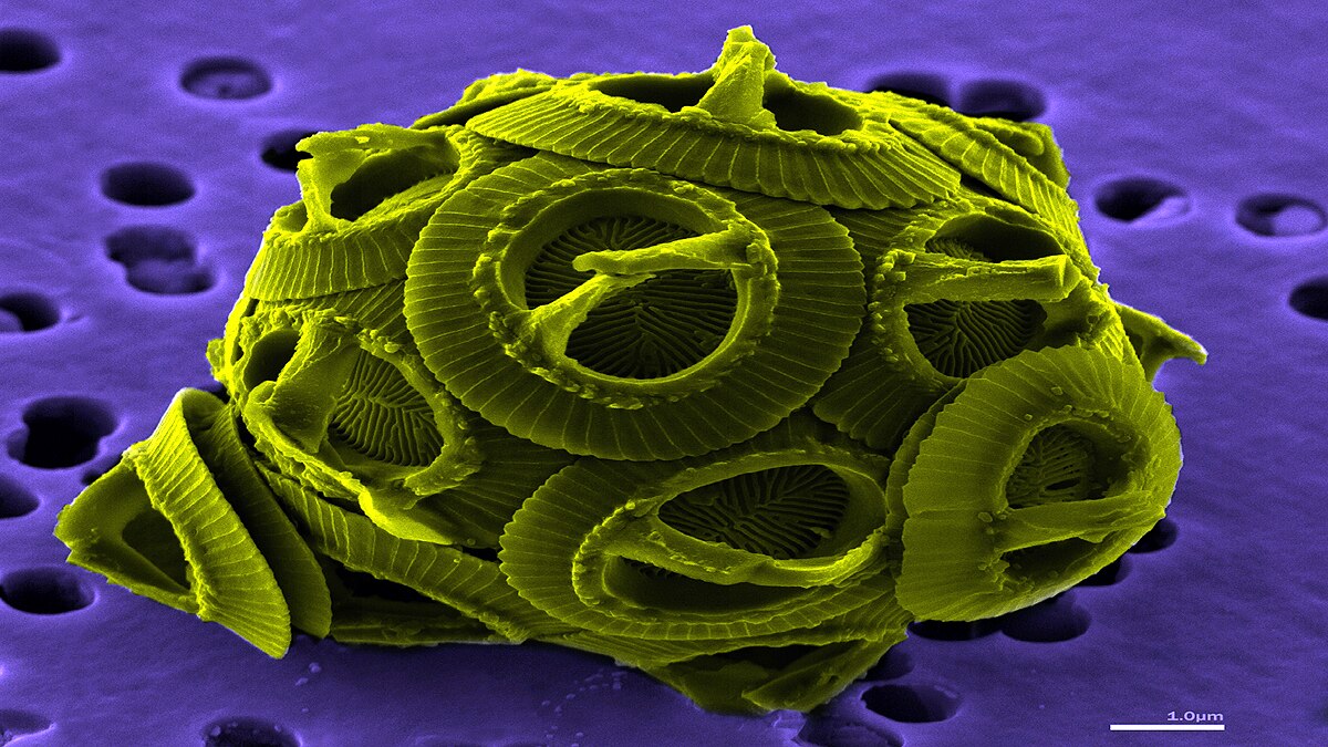 Virus Eating single cell creatures found in Catalonia Spain