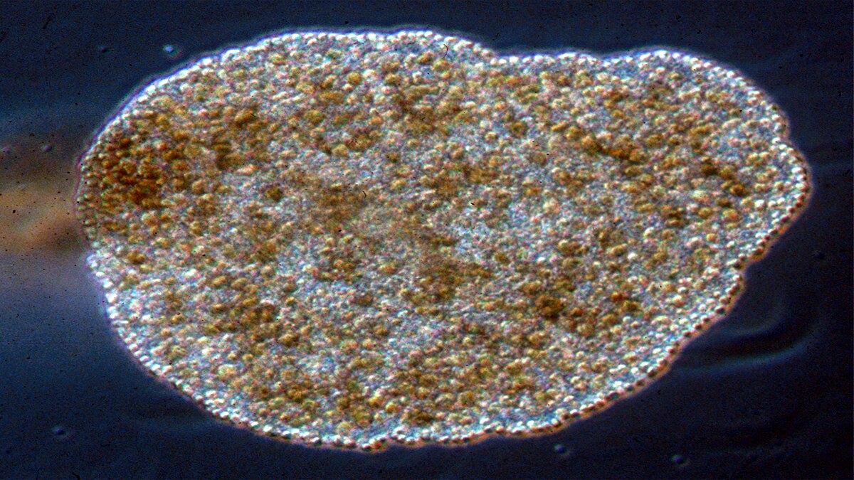 Virus Eating single cell creatures found in Catalonia Spain