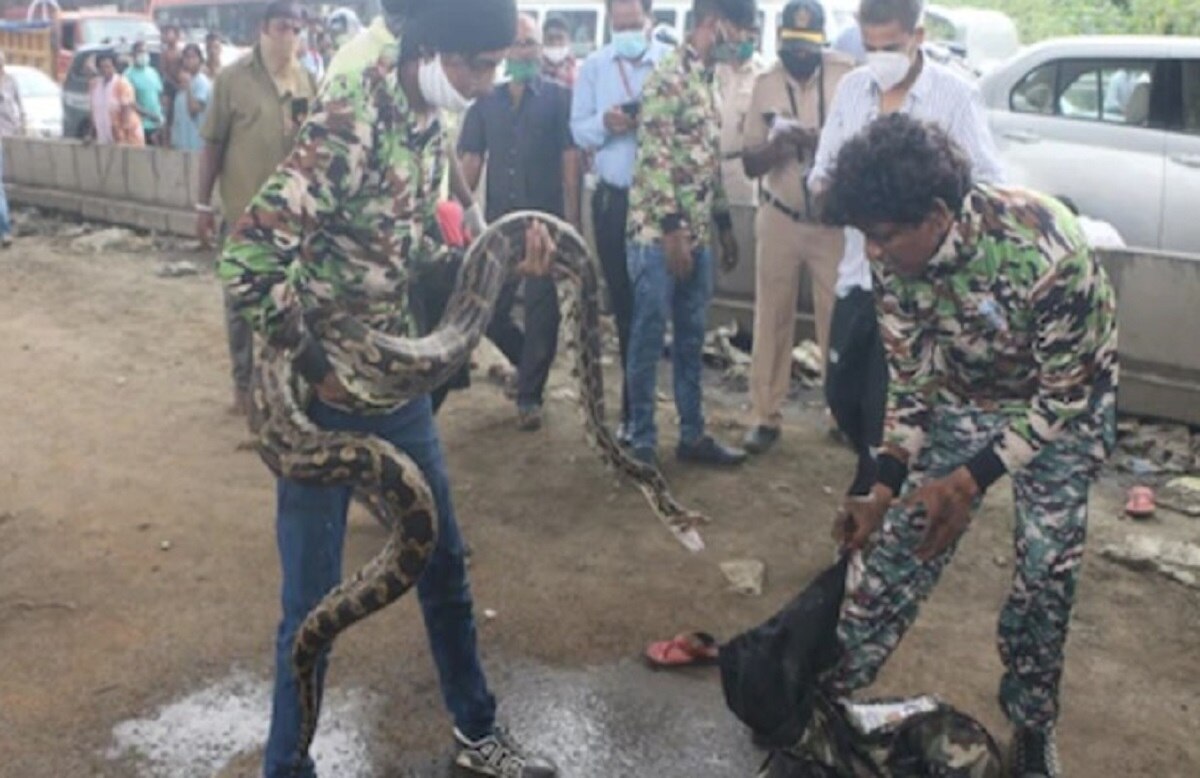 कार के पहिए में फंसा 10 फीट लंबा अजगर