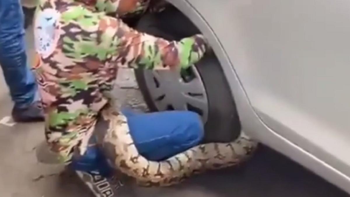 कार के पहिए में फंसा 10 फीट लंबा अजगर