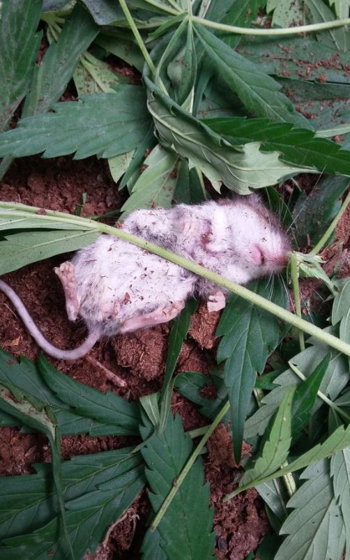 चूहे को गांजा की लत