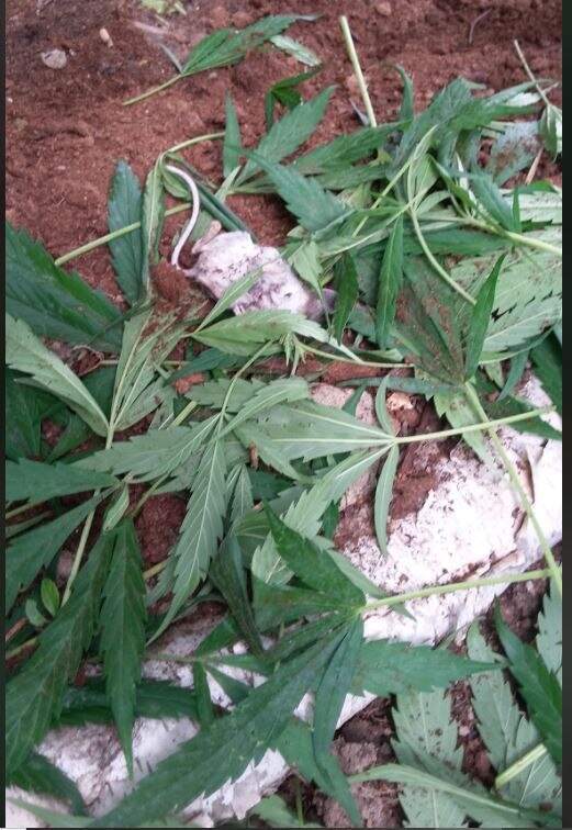 चूहे को गांजा की लत