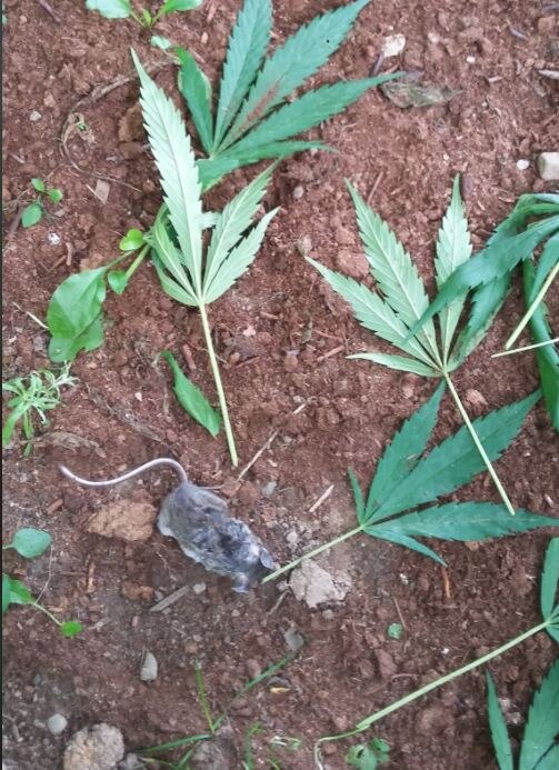 चूहे को गांजा की लत