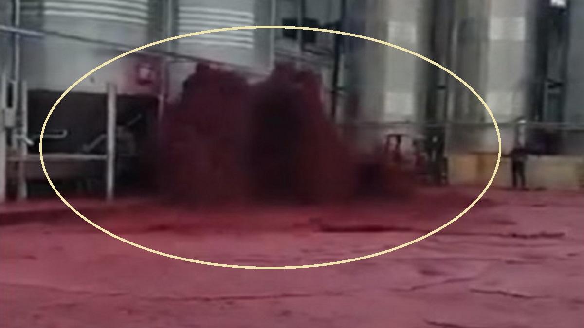 पानी की तरह बही 50 हजार लीटर रेड वाइन