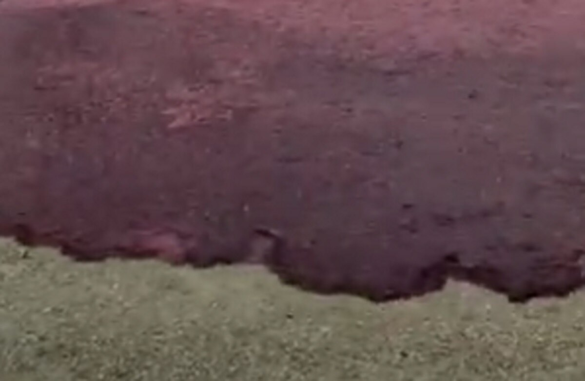 पानी की तरह बही 50 हजार लीटर रेड वाइन