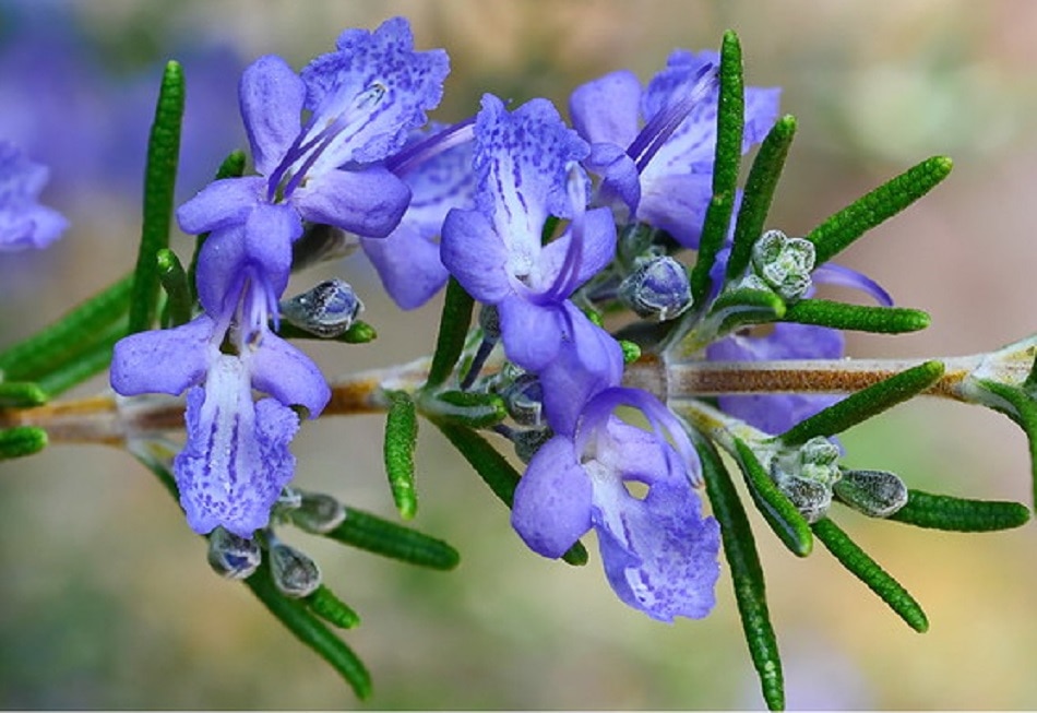 घर में लगाएं ये पौधे