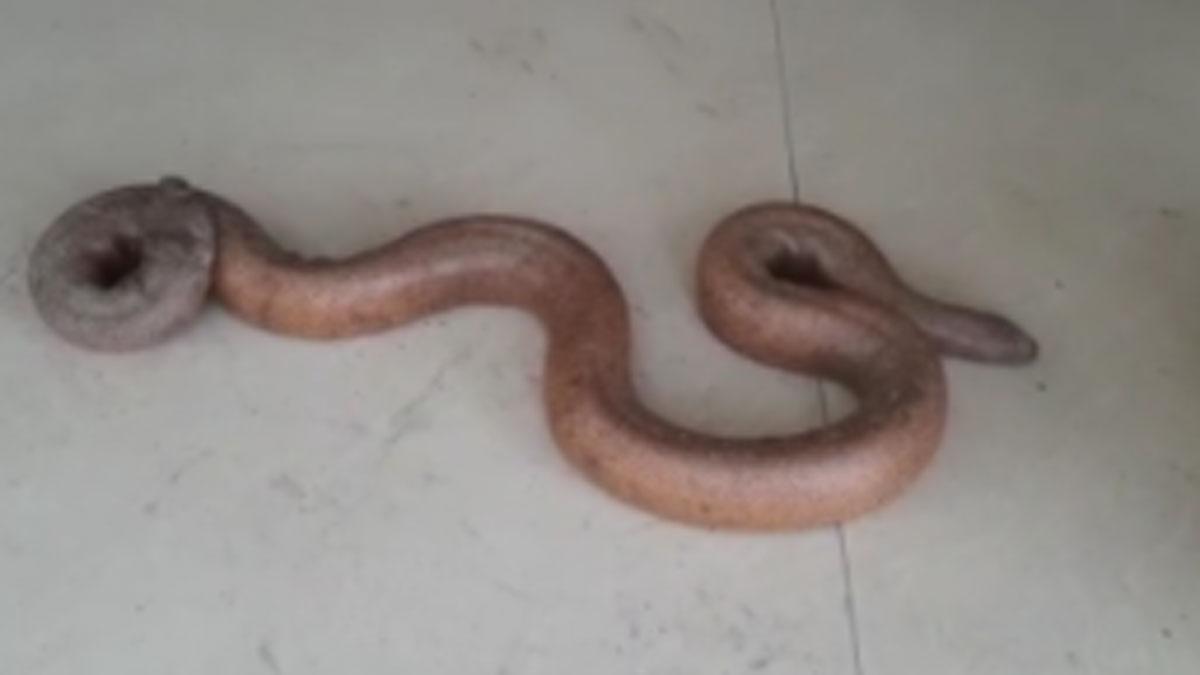 दो मुंहे सांप सहित एक तस्कर को पुलिस ने धर दबोचा (फोटो आजतक)