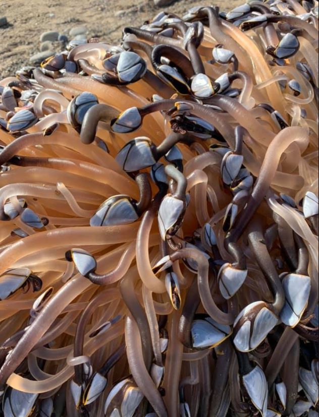 समुद्री जीव