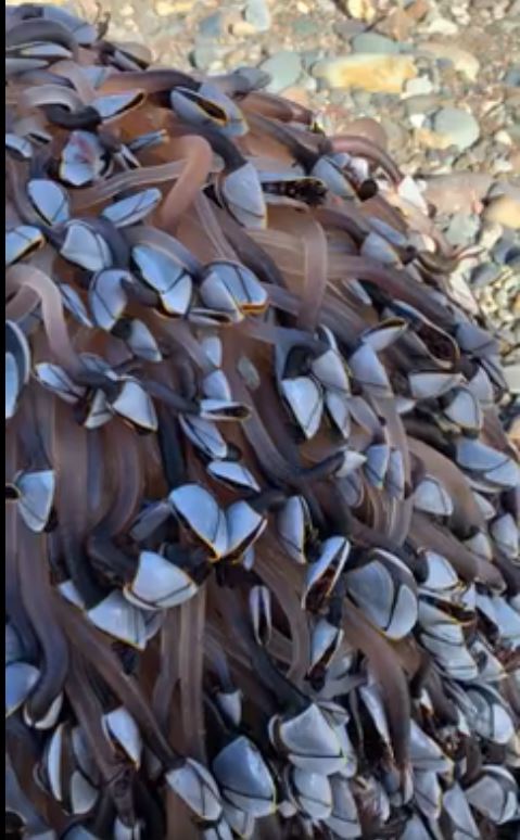 समुद्री जीव