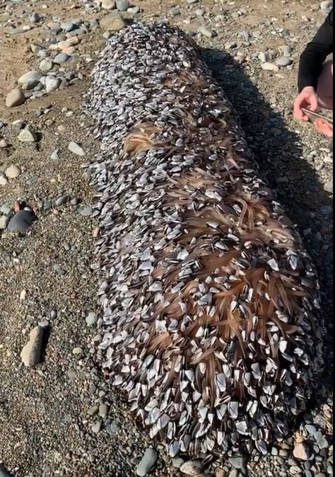 समुद्री जीव