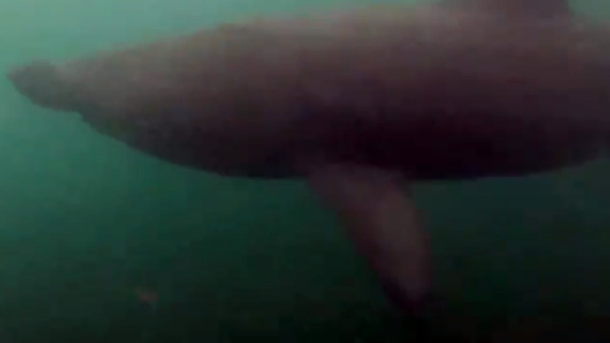 खतरनाक शार्क