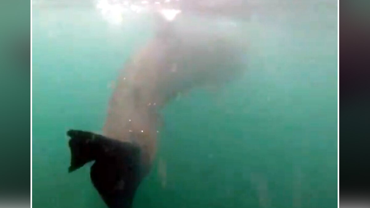 खतरनाक शार्क