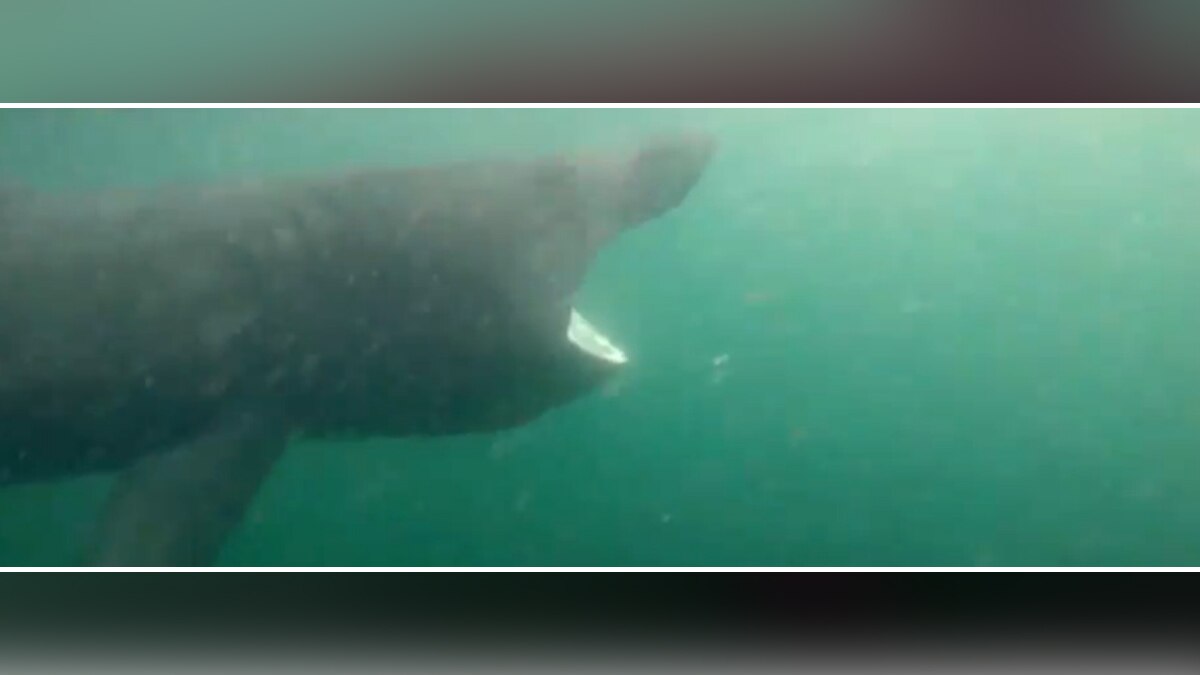 खतरनाक शार्क