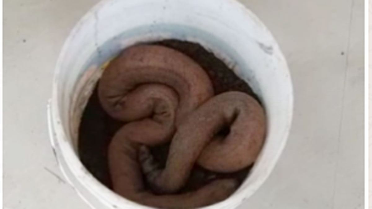 दो मुंहे सांप सहित एक तस्कर को पुलिस ने धर दबोचा (फोटो आजतक)