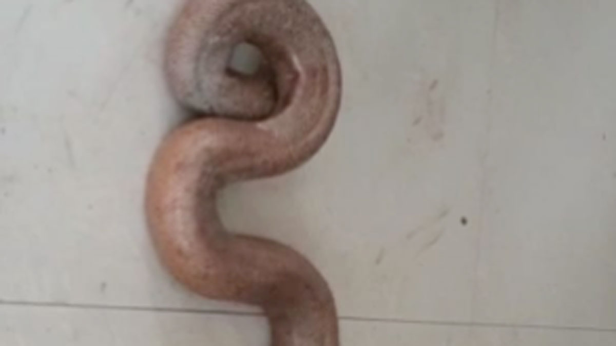 दो मुंहे सांप सहित एक तस्कर को पुलिस ने धर दबोचा (फोटो आजतक)