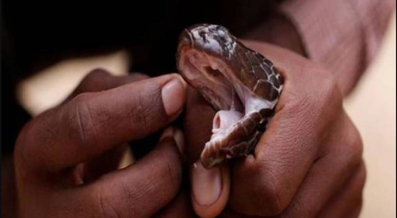 सांप का खेल 