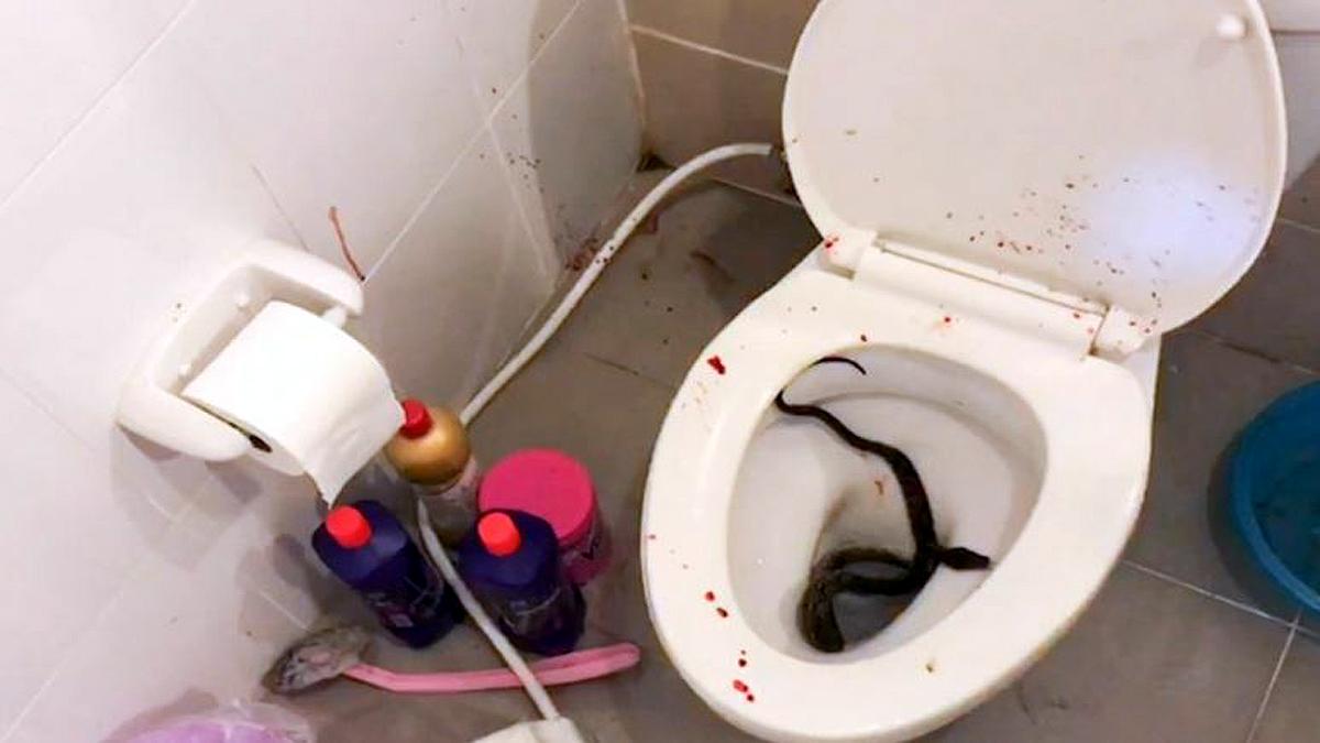 Snake Bite Private Part of Man Sitting on Toilet 
