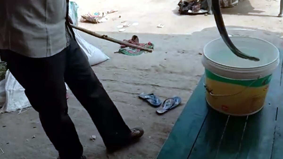 snake found in house.