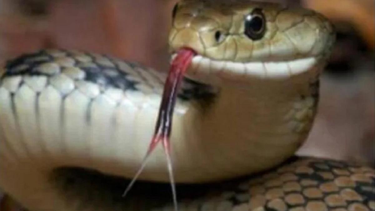 दरवाजे खोलते ही महिला के सिर पर गिरा सांप