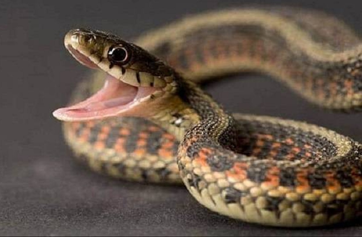 दरवाजे खोलते ही महिला के सिर पर गिरा सांप