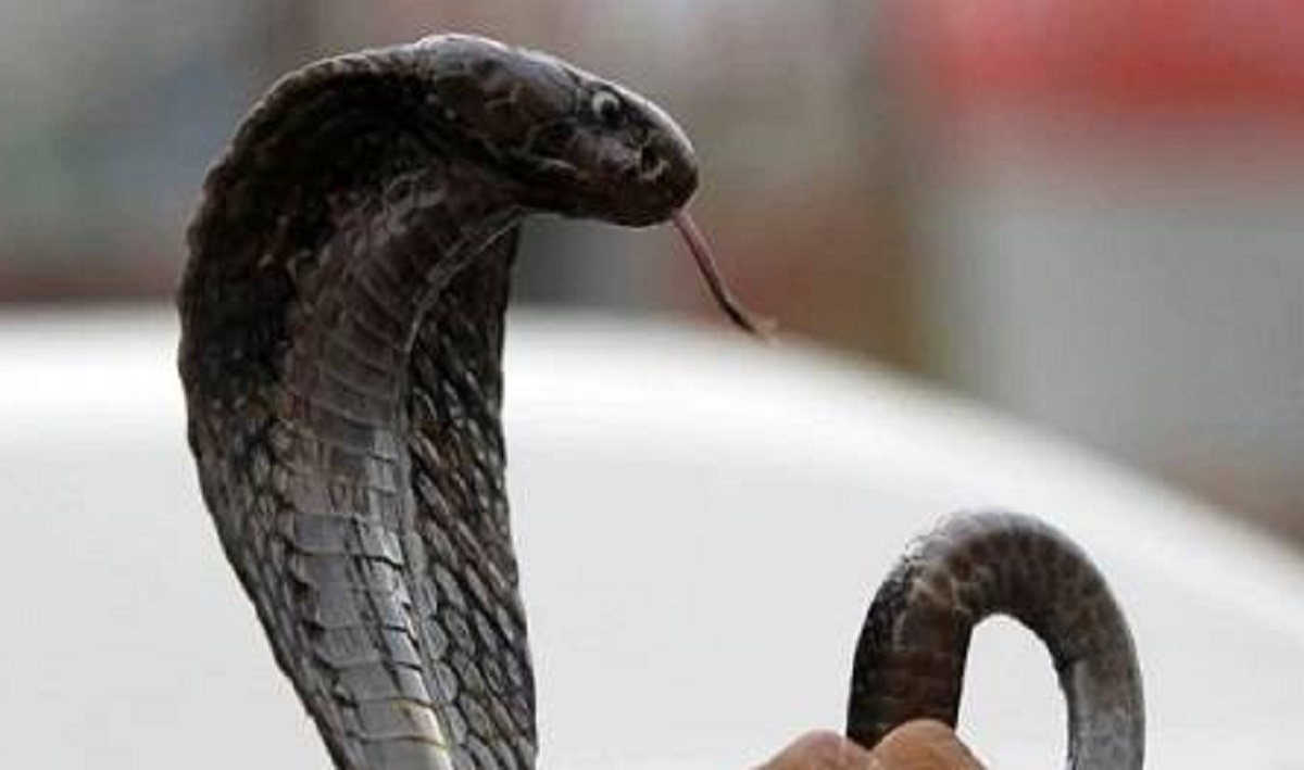 दरवाजे खोलते ही महिला के सिर पर गिरा सांप