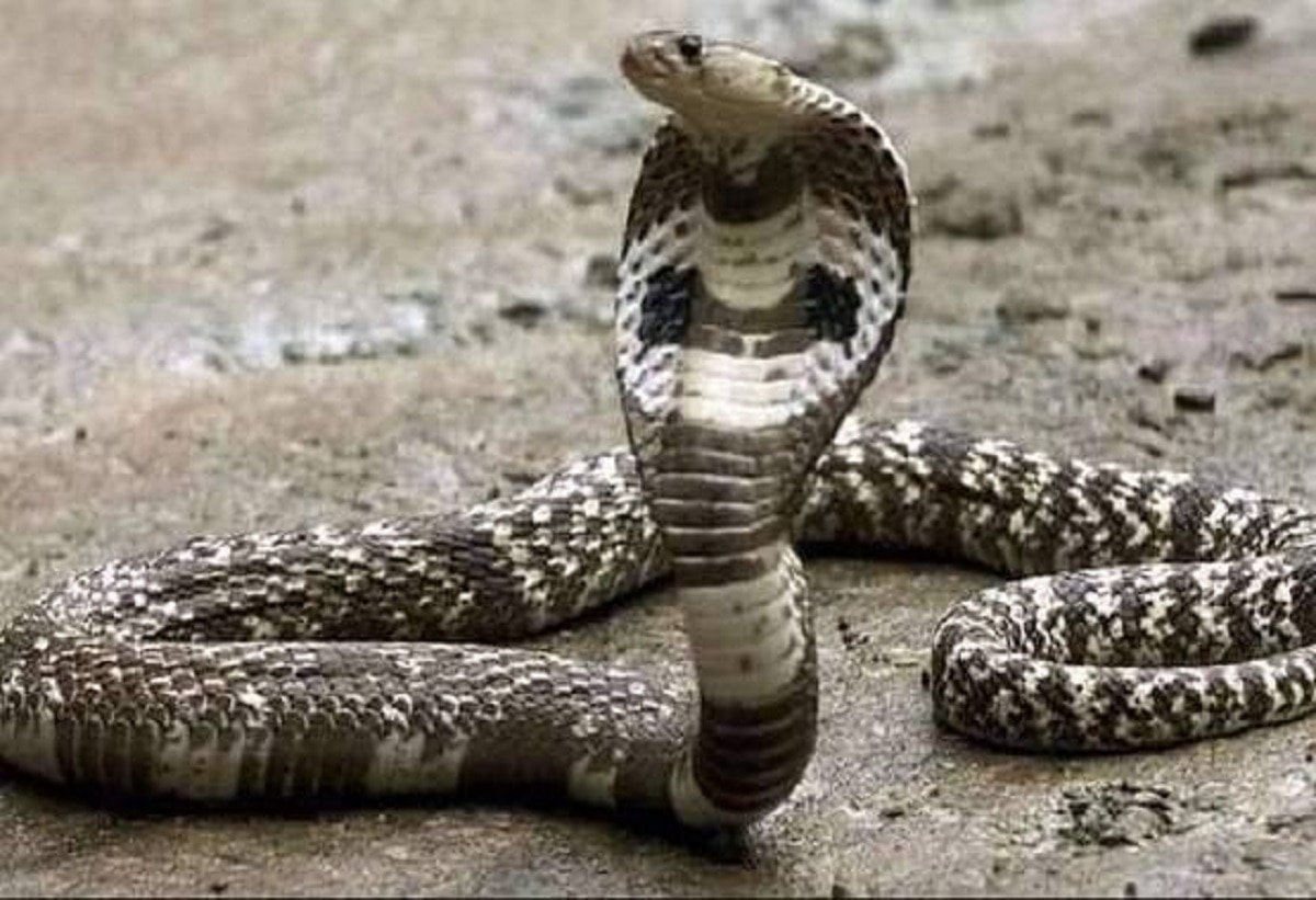 दरवाजे खोलते ही महिला के सिर पर गिरा सांप