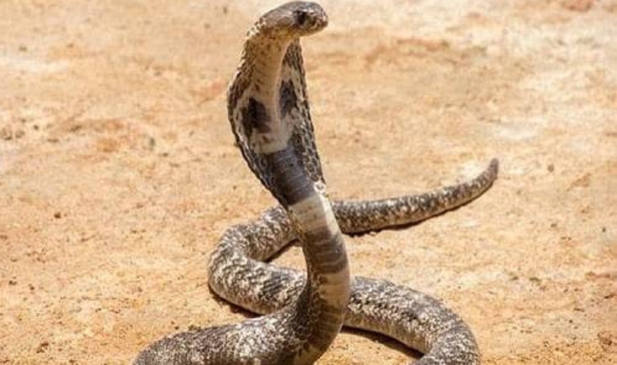 दरवाजे खोलते ही महिला के सिर पर गिरा सांप