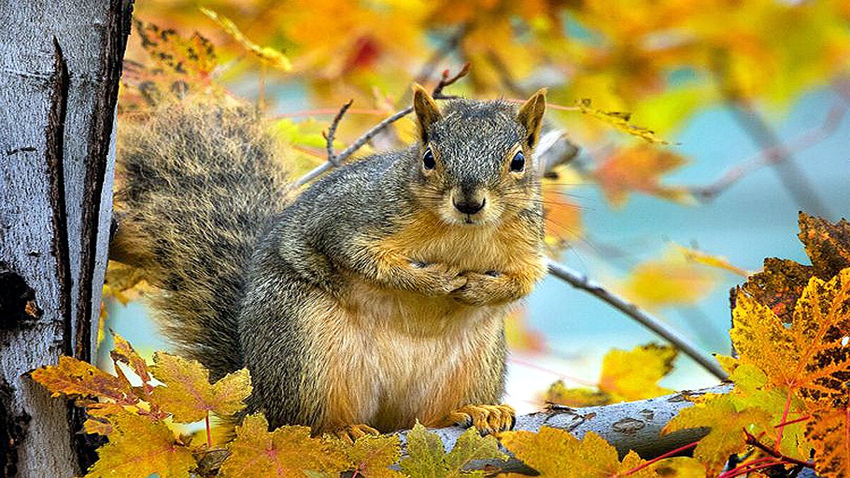 Bubonic Plague in Mongolia