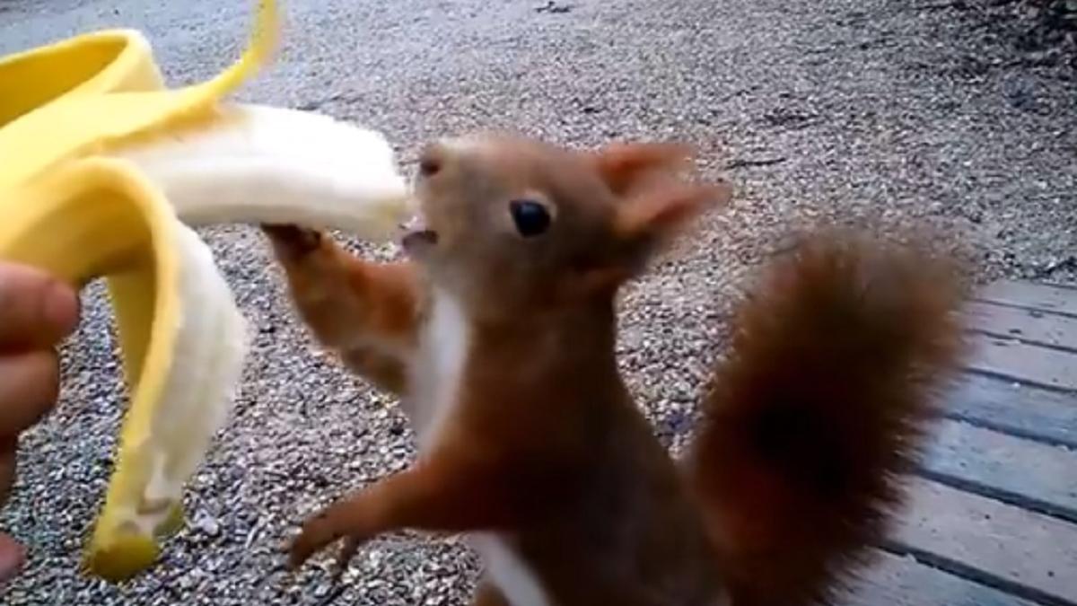 महिला के हाथ से केला खा रही गिलहरी