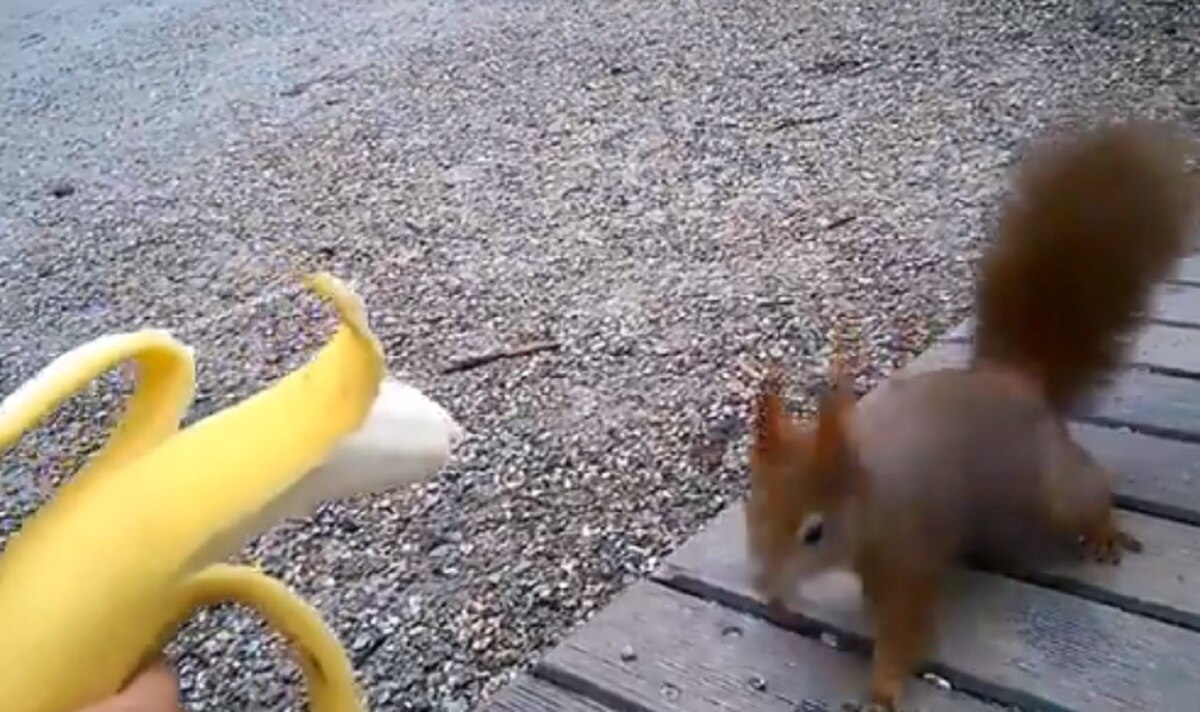 महिला के हाथ से केला खा रही गिलहरी