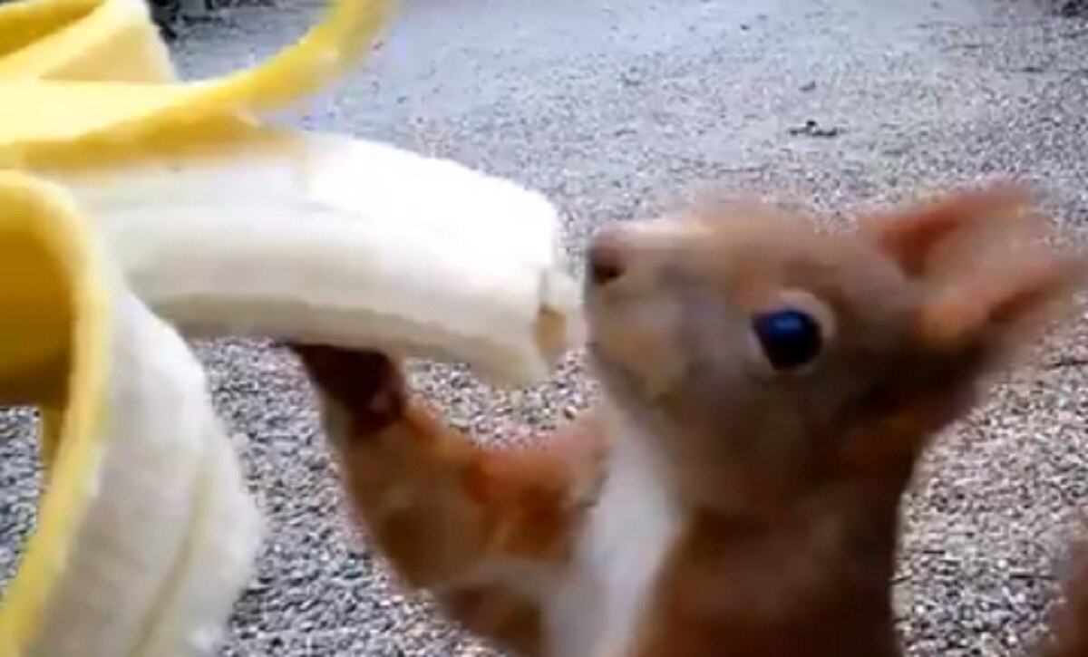 महिला के हाथ से केला खा रही गिलहरी