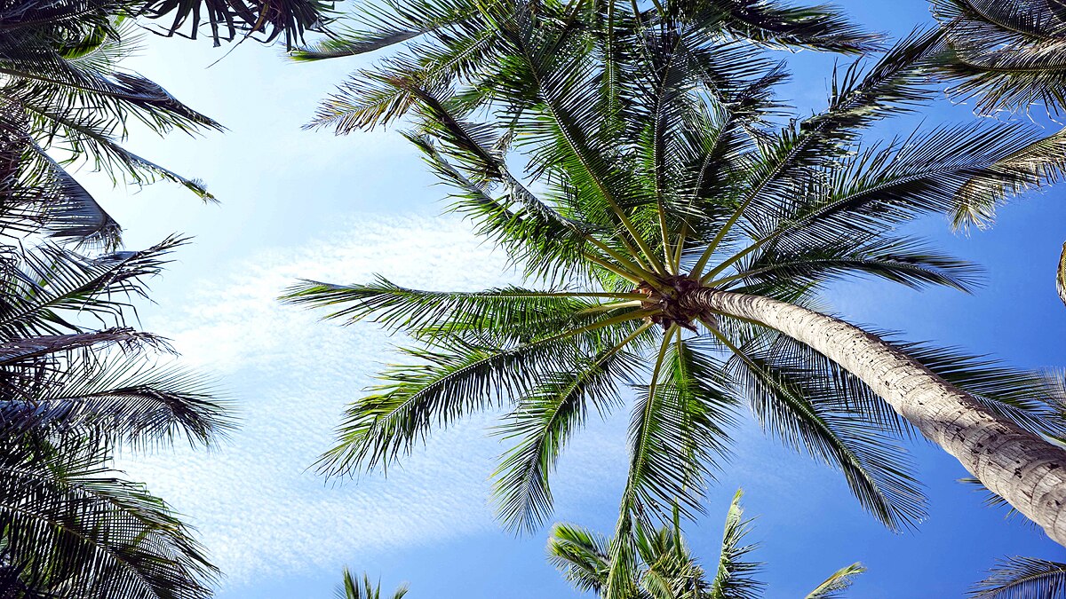 Sri Lanka facing scarcity of 70 crores Coconut