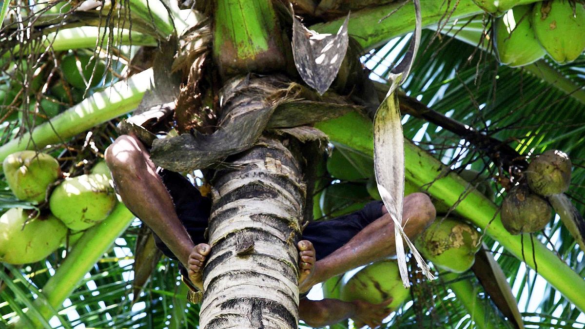 Sri Lanka facing scarcity of 70 crores Coconut