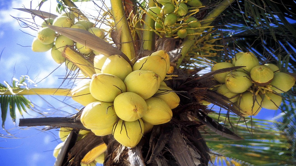 Sri Lanka facing scarcity of 70 crores Coconut