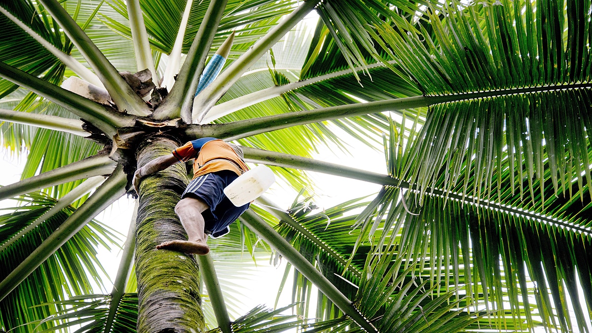 Sri Lanka facing scarcity of 70 crores Coconut