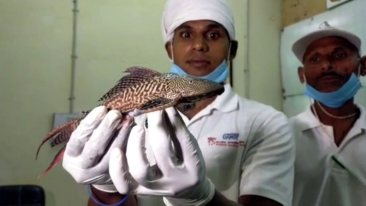 Suckermouth catfish found in Ganga. Suckermouth catfish found in Ganga.