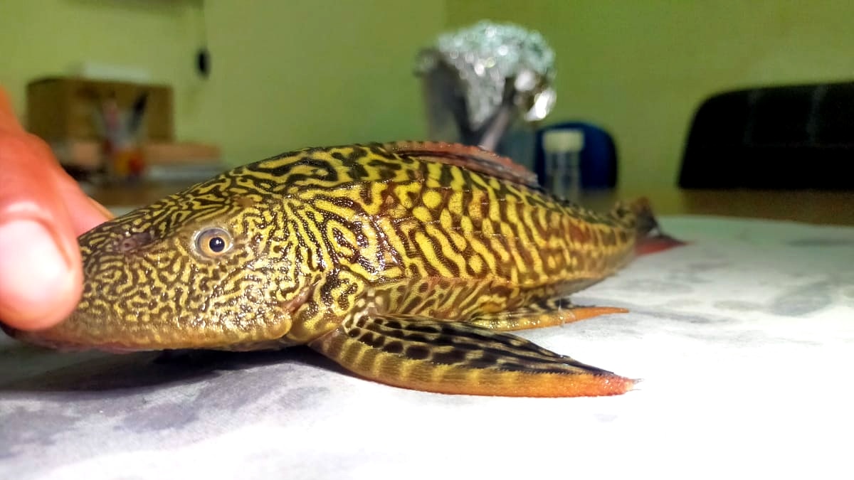 Suckermouth catfish found in Ganga. Suckermouth catfish found in Ganga.