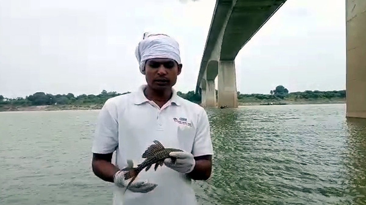Suckermouth catfish found in Ganga. Suckermouth catfish found in Ganga.