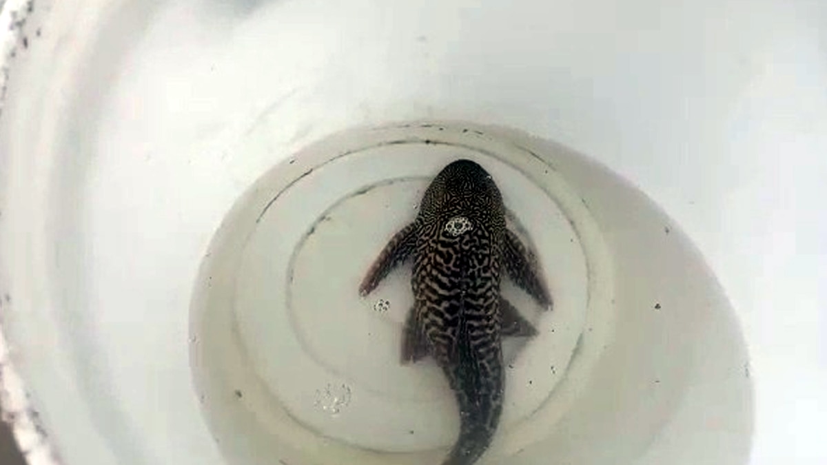 Suckermouth catfish found in Ganga. Suckermouth catfish found in Ganga.