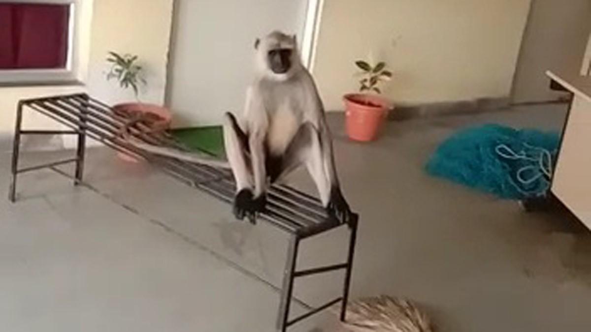 पुलिस स्टेशन में लंगूर का आतंक (फोटो आजतक)