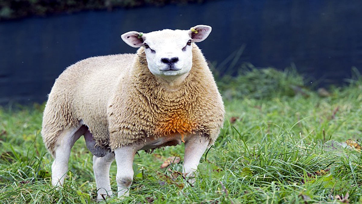 Texel Sheep