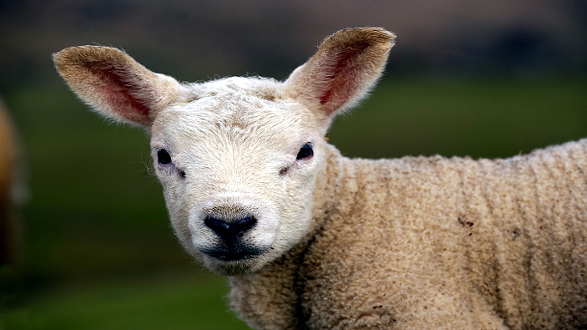 Texel Sheep Expensive