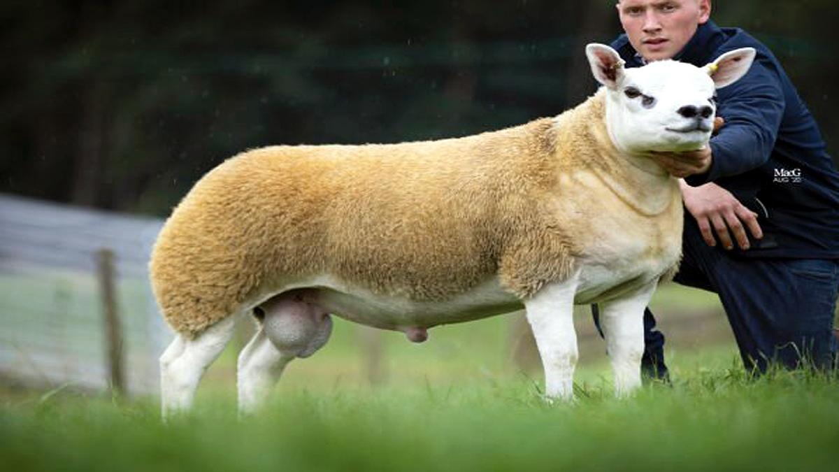 World's Most Expensive Sheep 